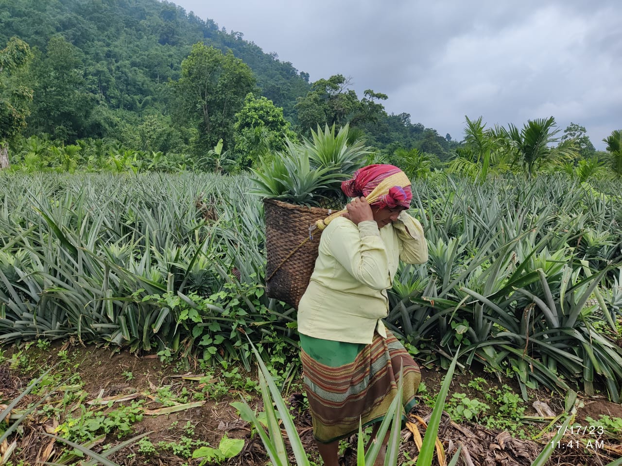 A Pineapple Farmer
