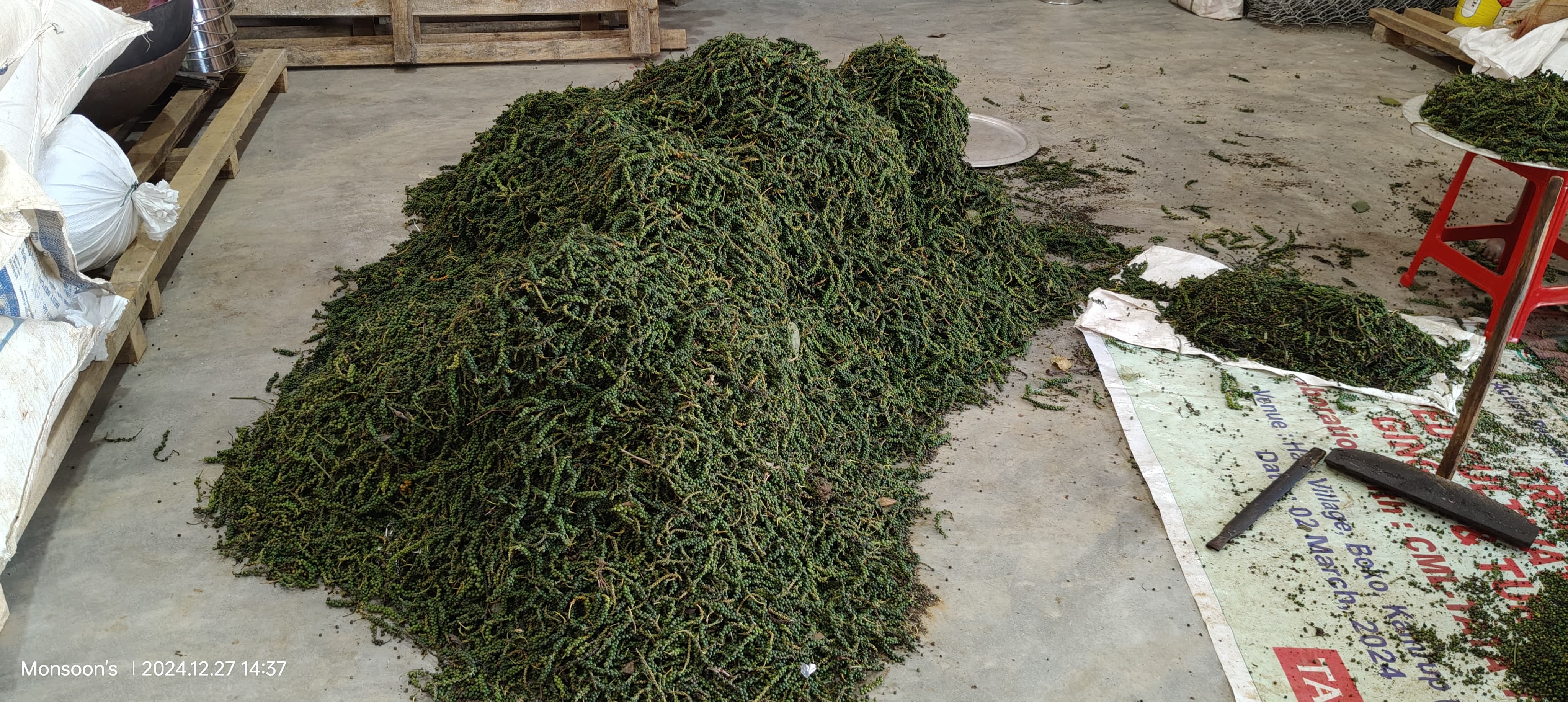 Pepper Processing