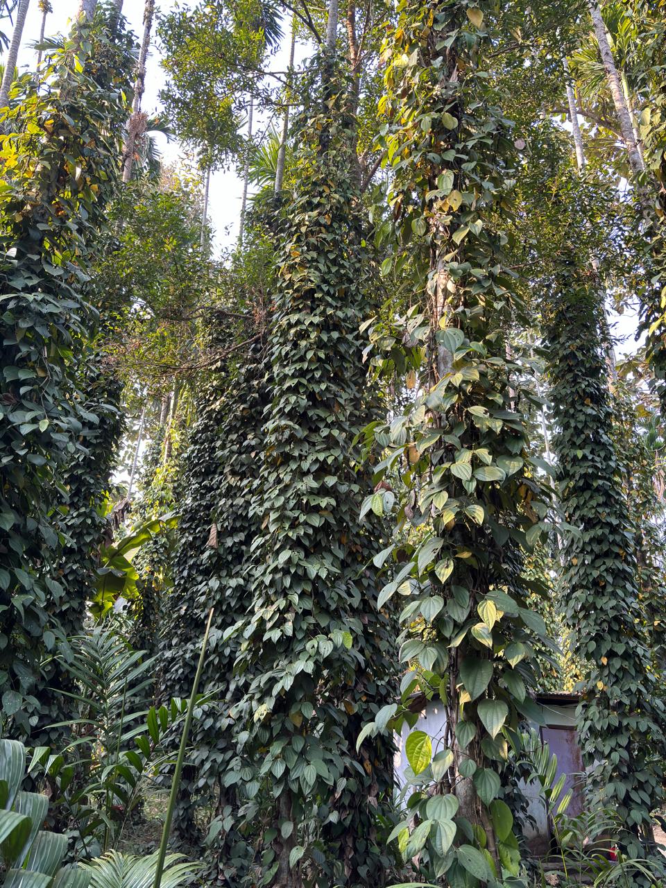 Black Pepper Cultivation
